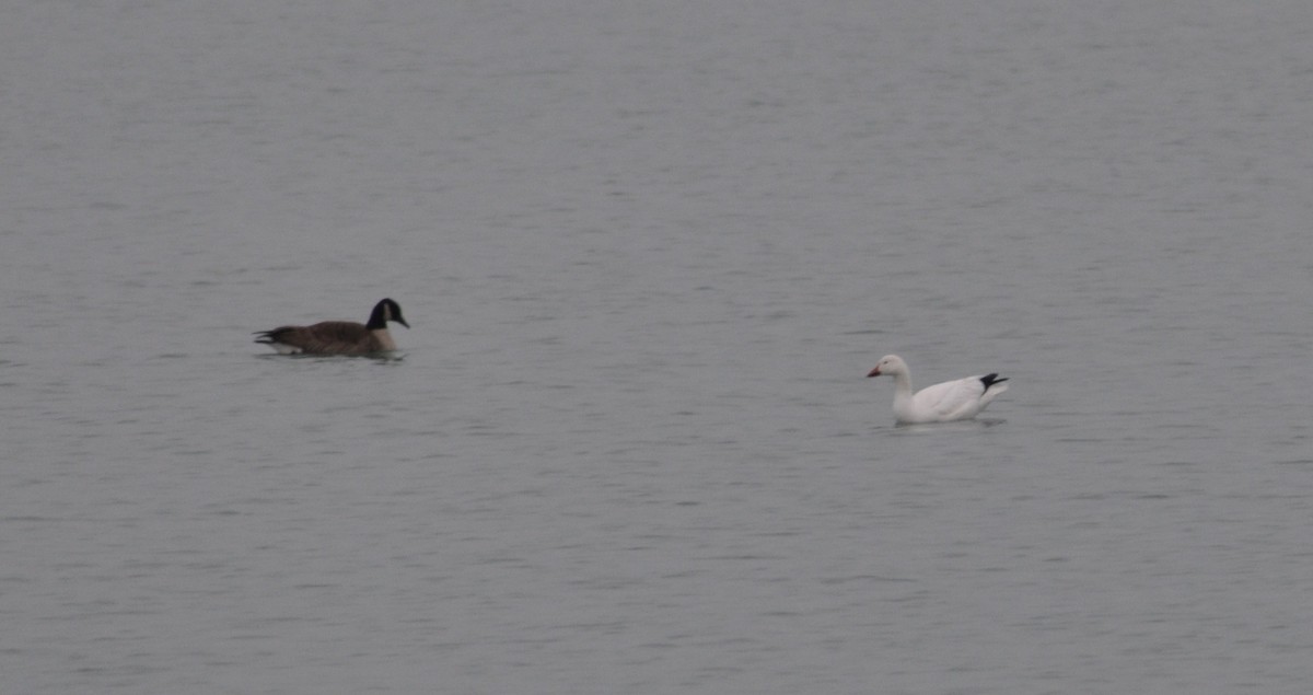 Canada Goose - ML646586825