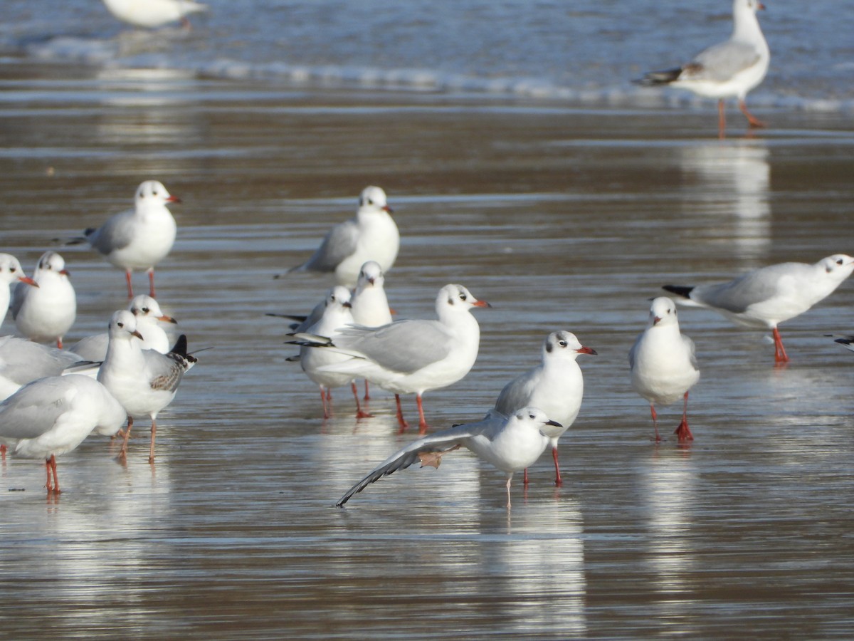 Bonaparte's Gull - ML646586826