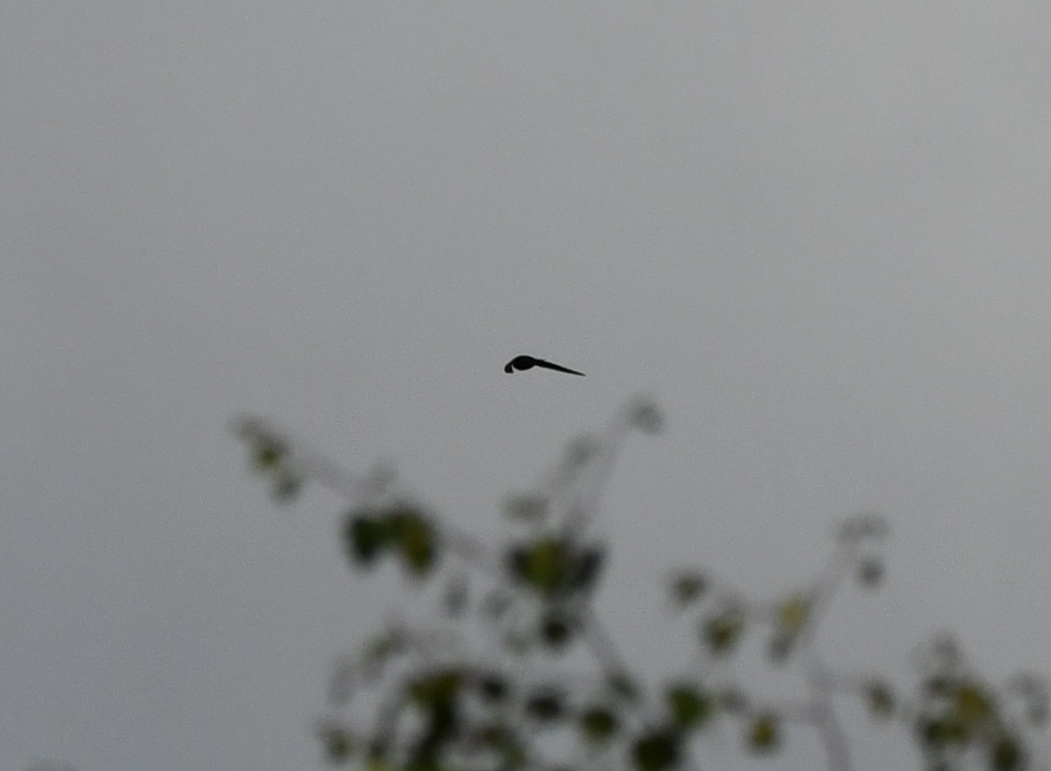 Common Swift - ML646586828