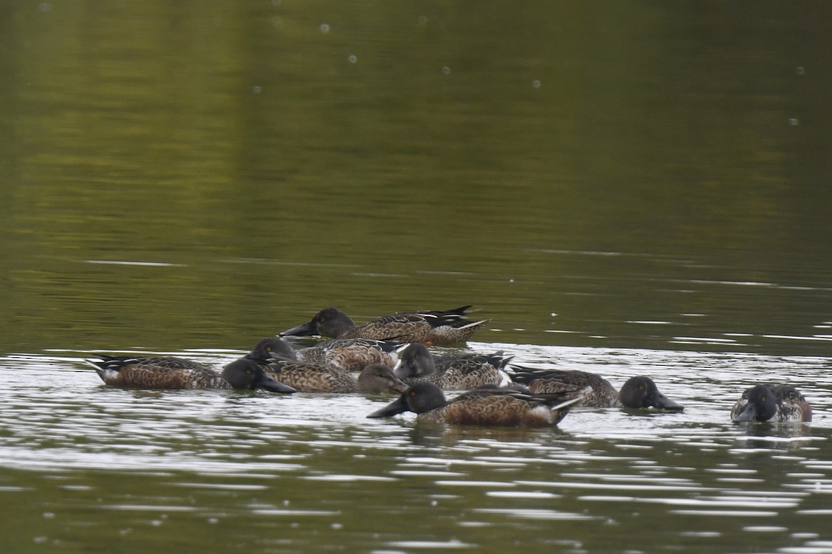 Northern Shoveler - ML646586829