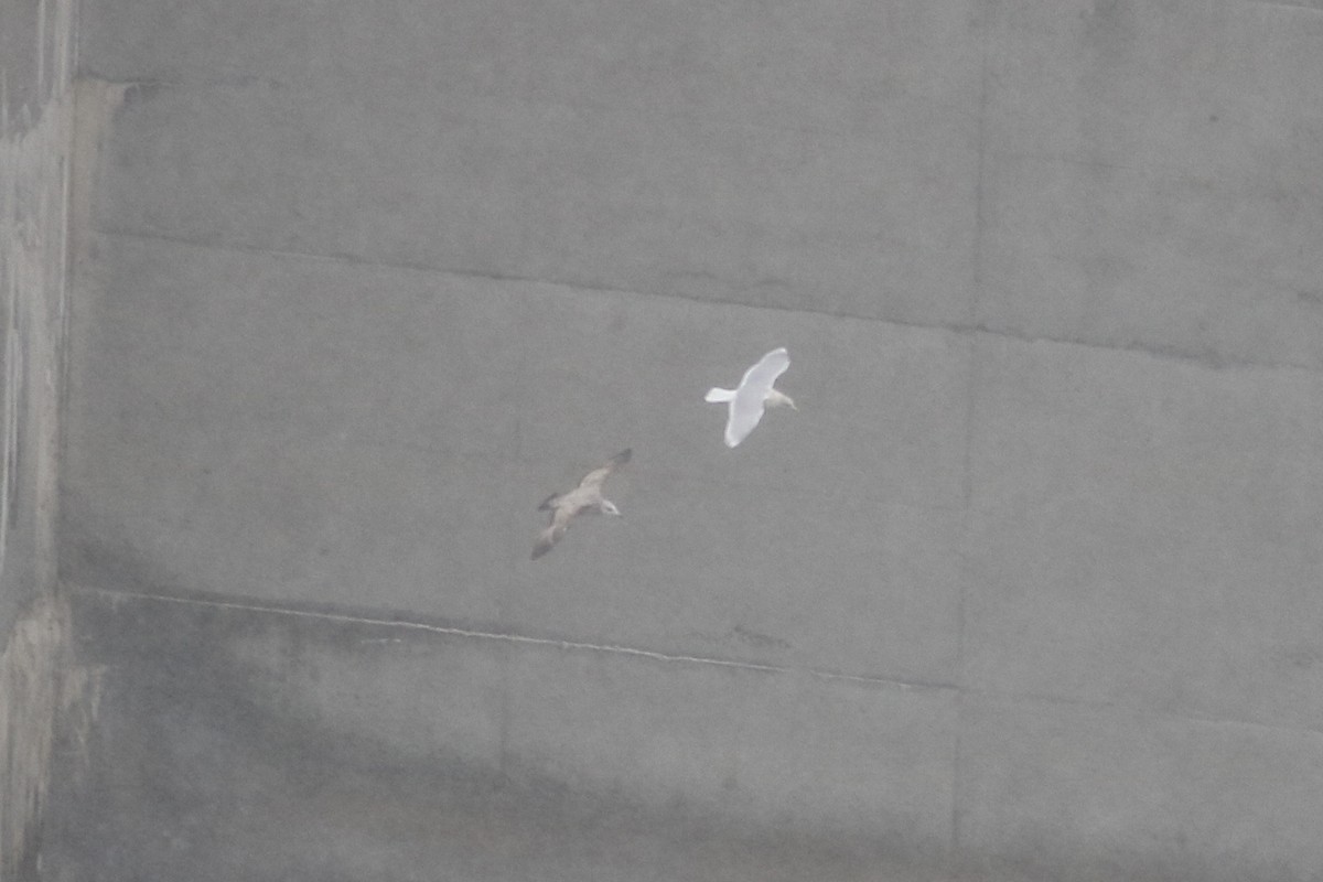 Iceland Gull - ML646586830