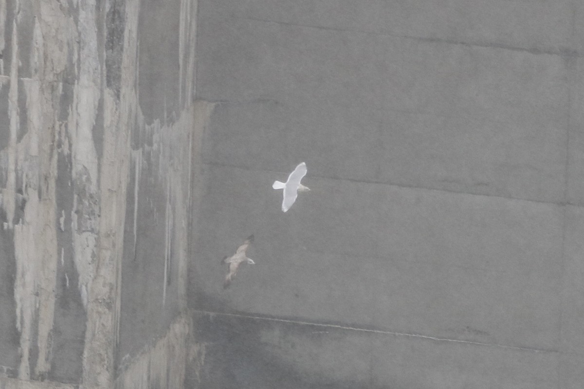 Iceland Gull - ML646586831