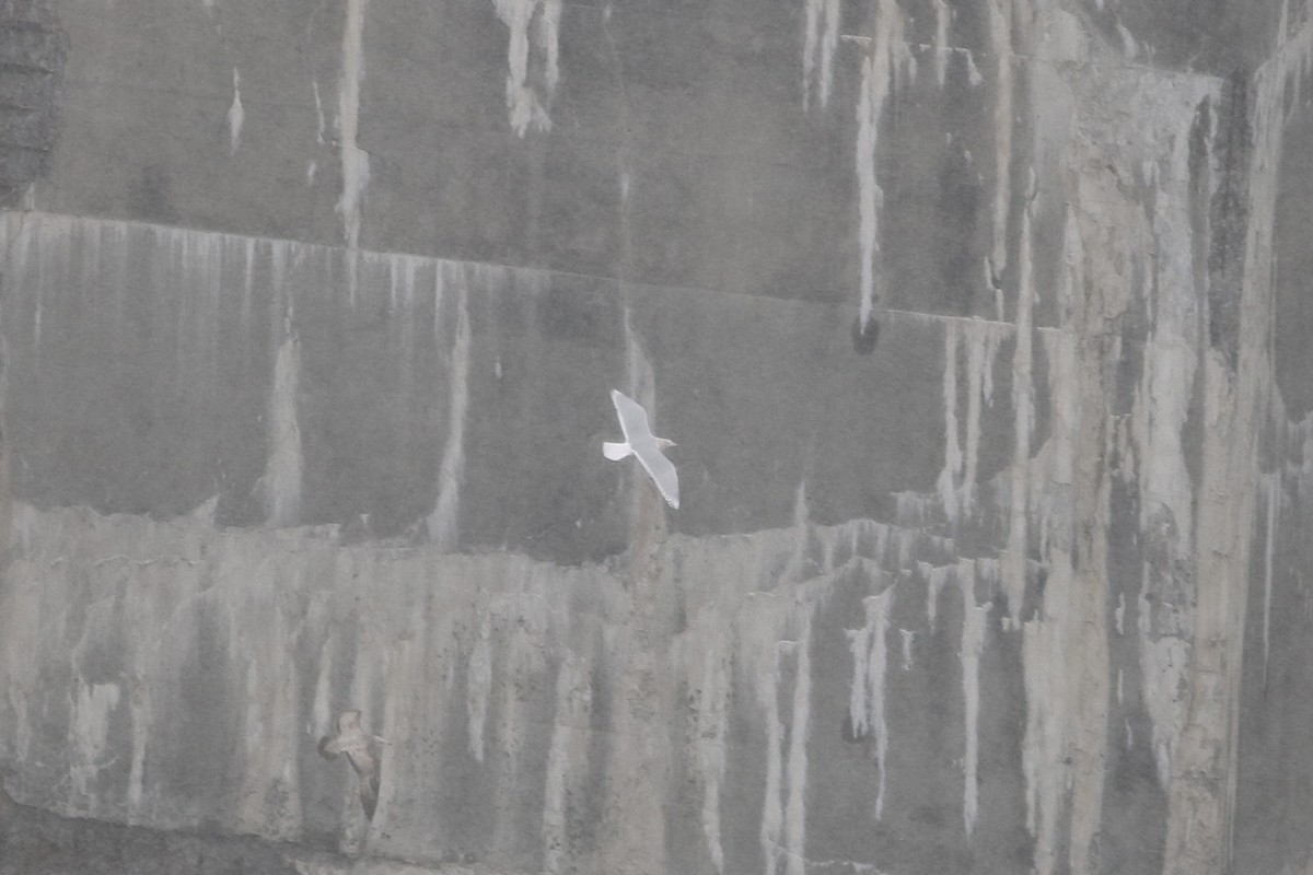 Iceland Gull - ML646586832