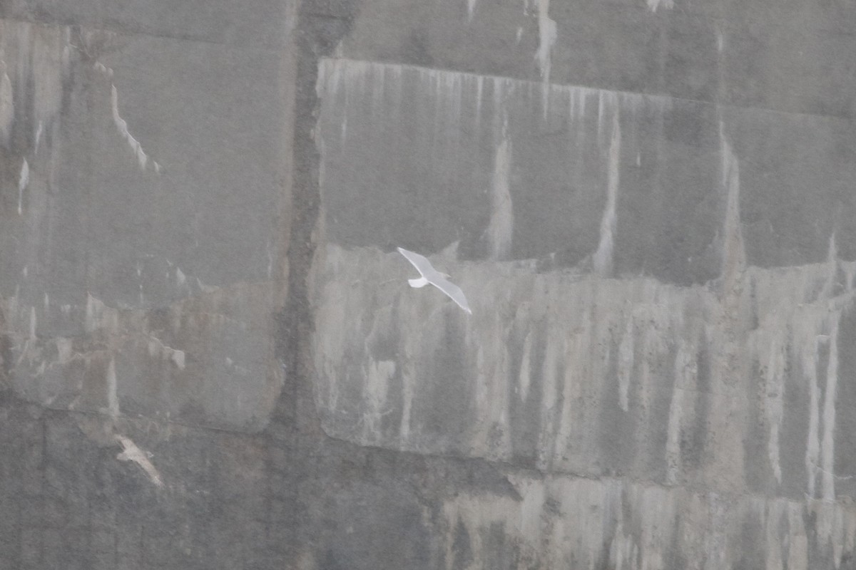 Iceland Gull - ML646586833