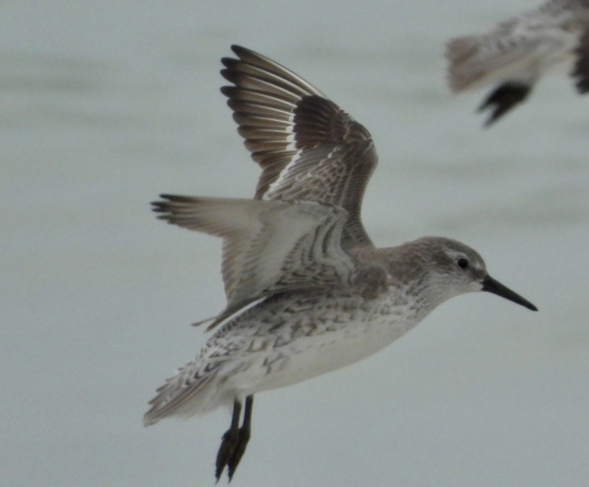 jespák rezavý - ML646586836