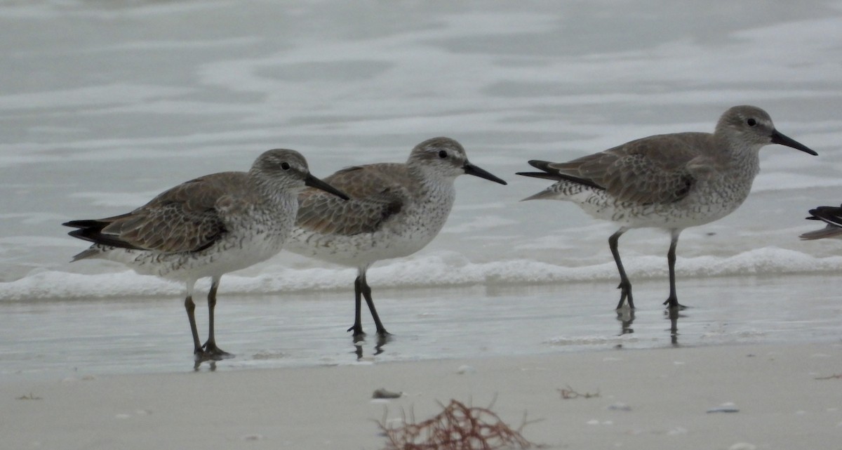 jespák rezavý - ML646586837