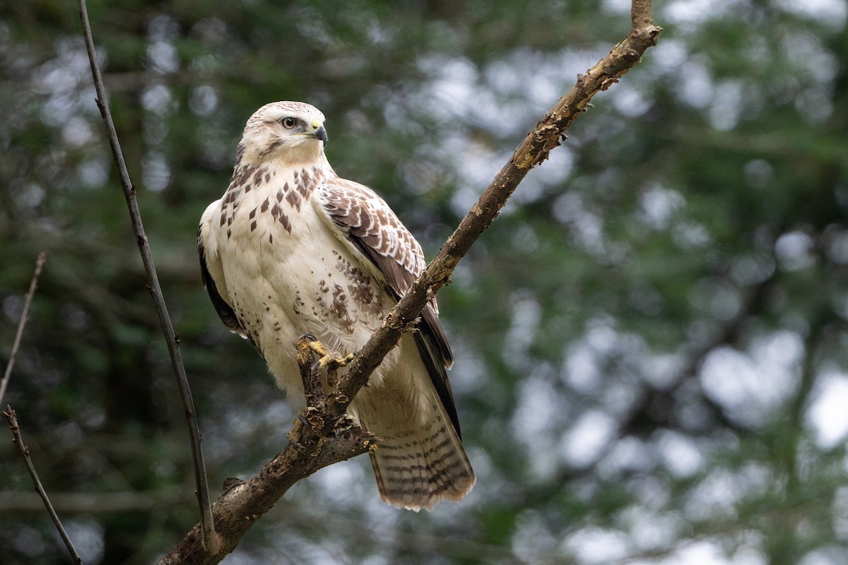 Buse variable - ML646586839