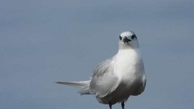 rybák severní - ML646586840