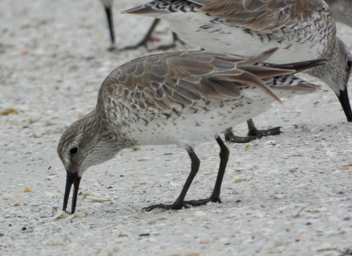 jespák rezavý - ML646586842