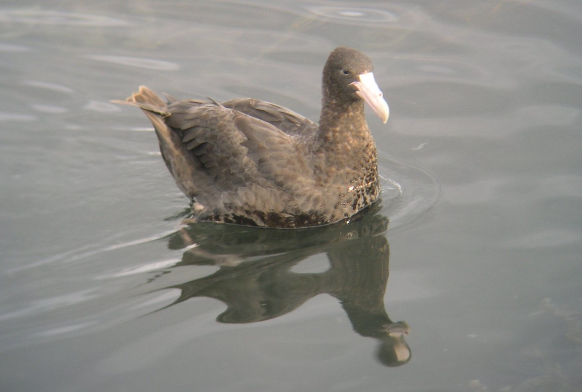 sørkjempepetrell - ML646586848