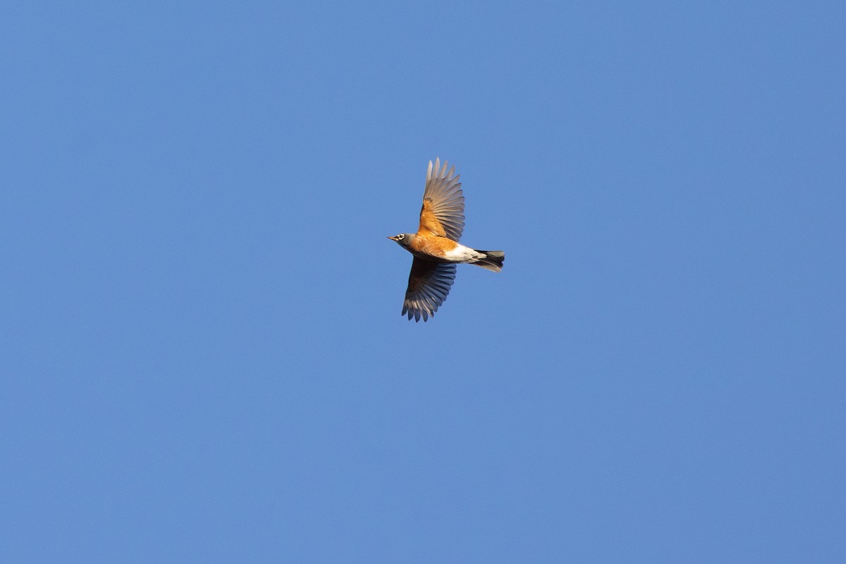 American Robin - ML646586849