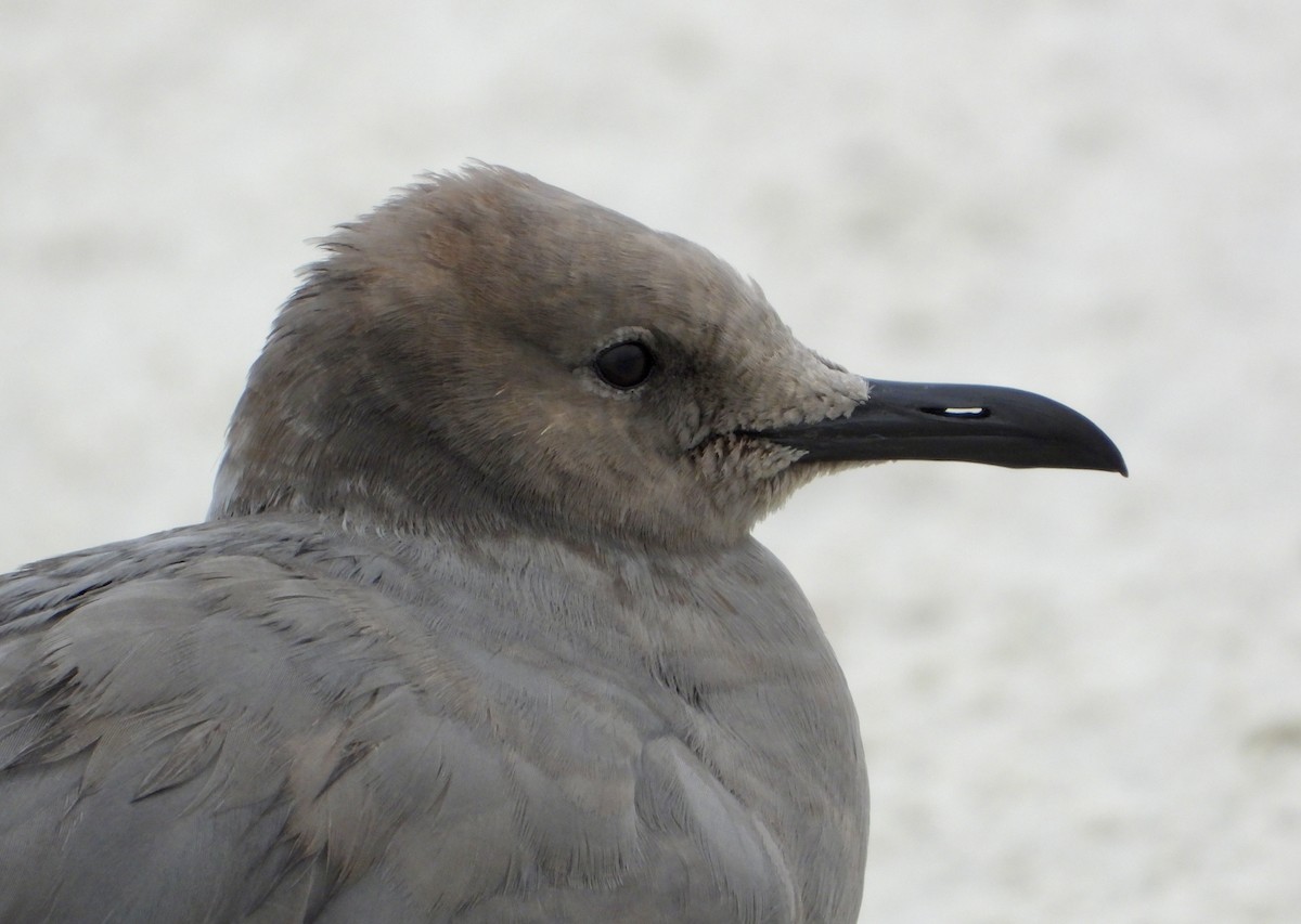 Graumöwe - ML646586850