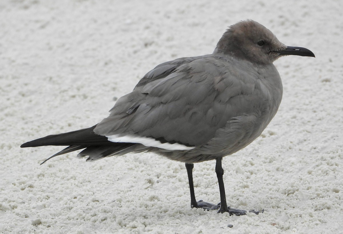 Graumöwe - ML646586851