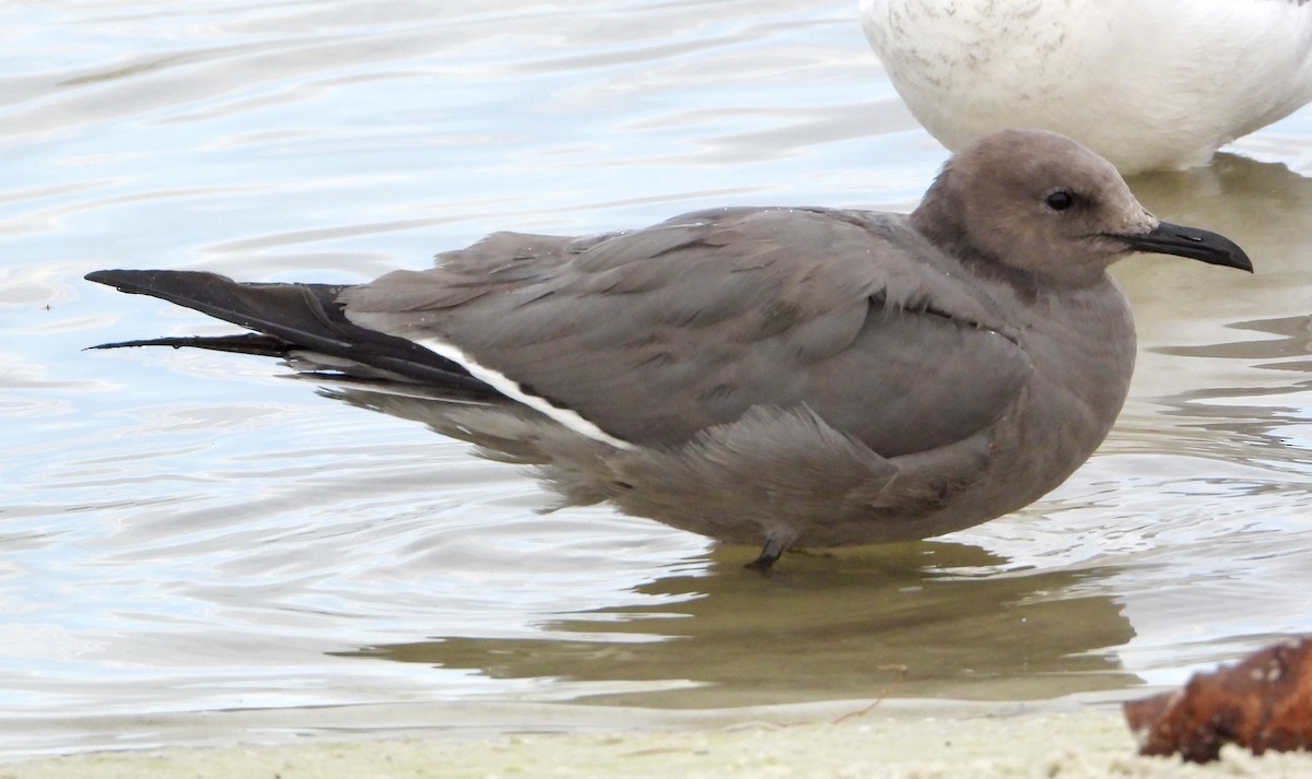 Graumöwe - ML646586852