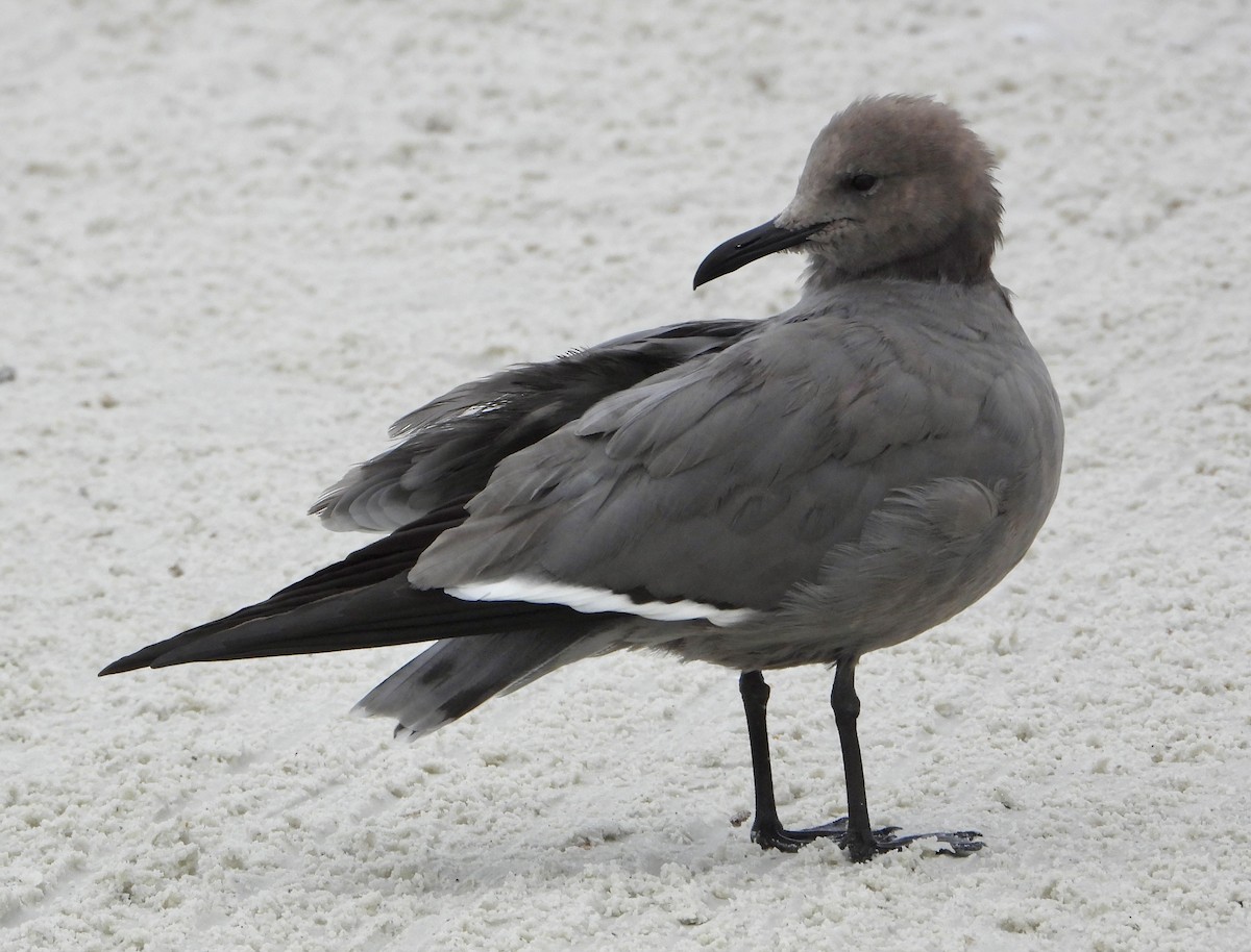 Graumöwe - ML646586853