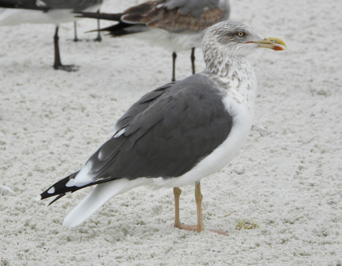 Lesser Black-backed Gull - ML646586855