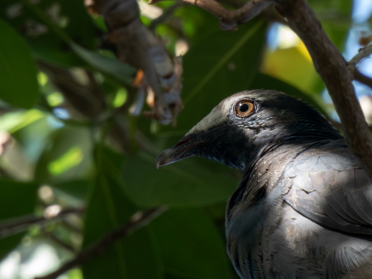 White-crowned Pigeon - ML646586859