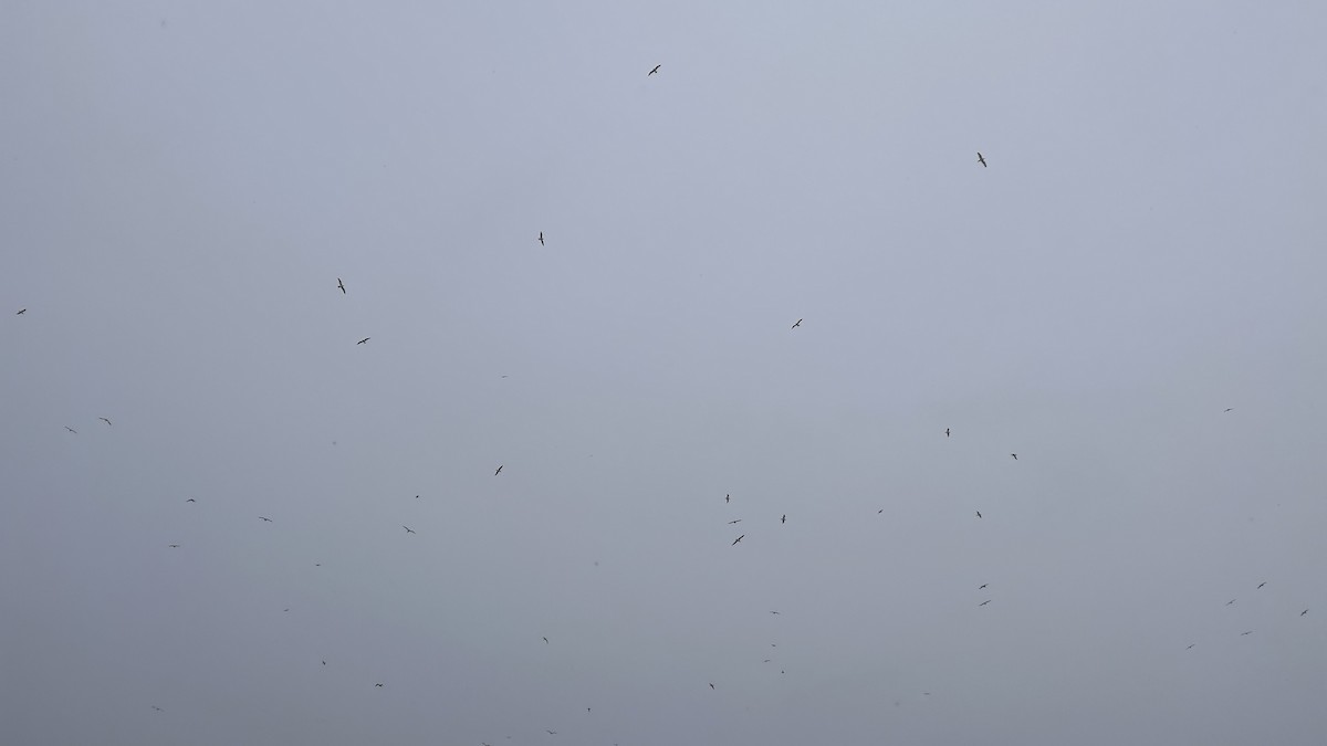 American Herring Gull - ML646586860