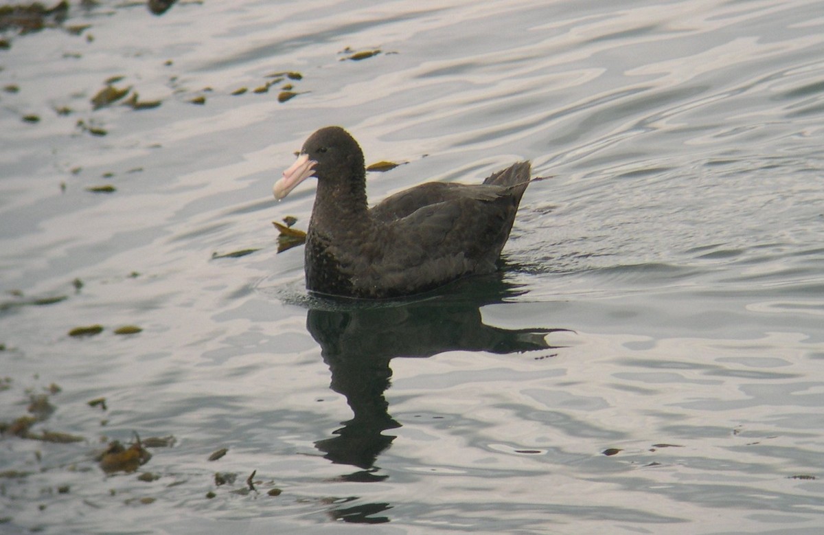 sørkjempepetrell - ML646586861