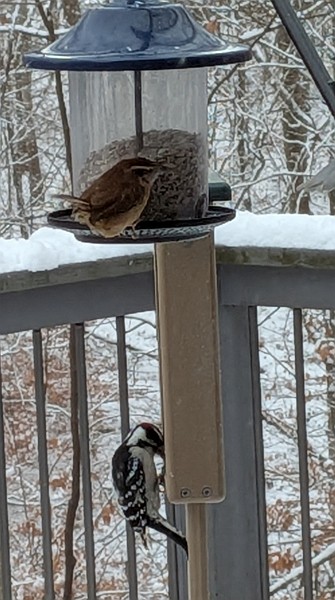 Carolina Wren - ML646586865