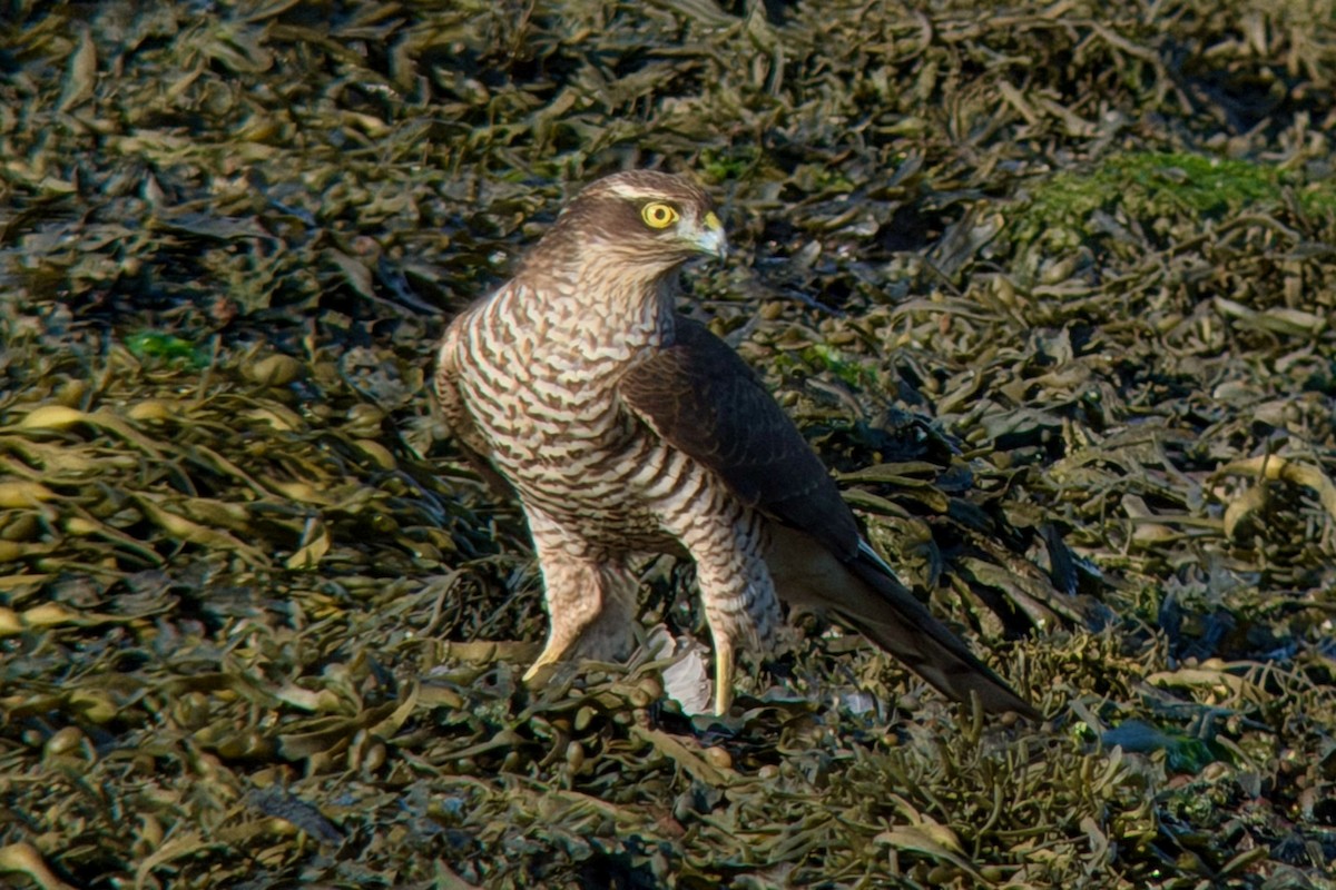 ハイタカ - ML646586866