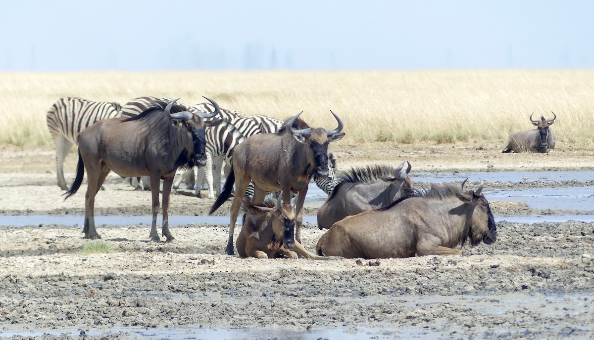 Common Wildebeest - ML646586867
