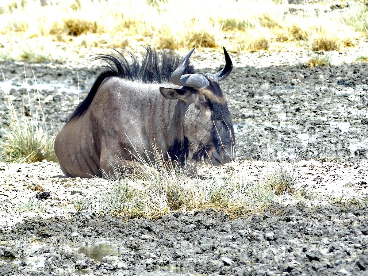 Common Wildebeest - ML646586868