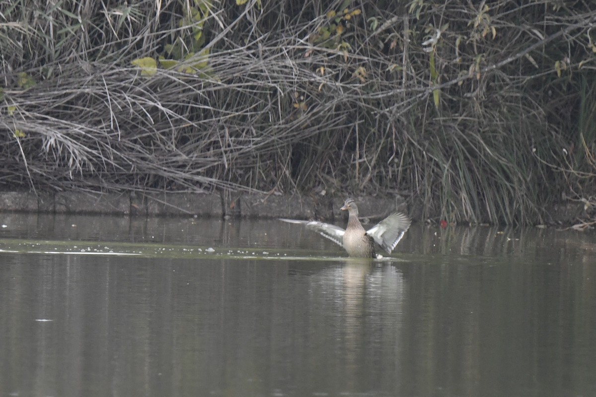 Mallard - ML646586869