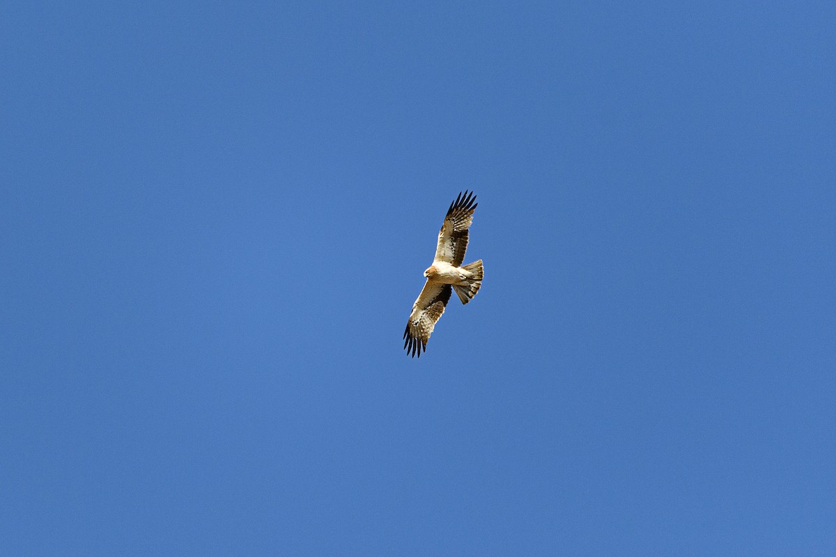 dvergørn - ML646586870