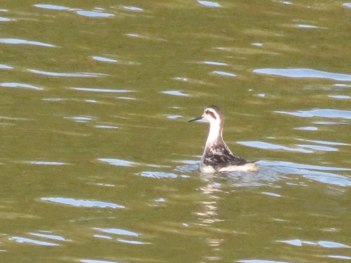 Red-necked Phalarope - ML646586871