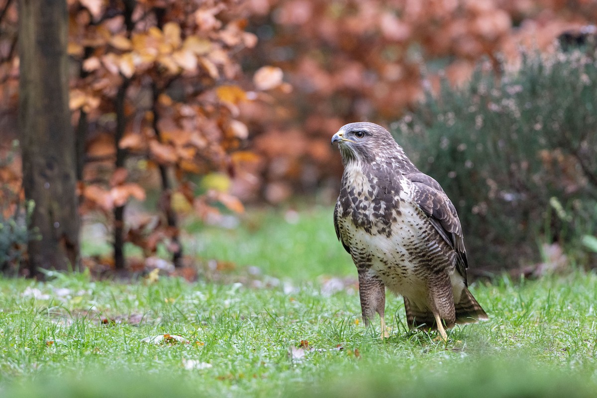 Buse variable - ML646586872