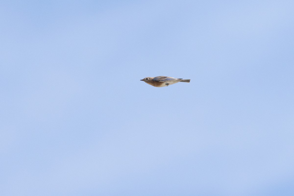 Eastern Bluebird - ML646586878