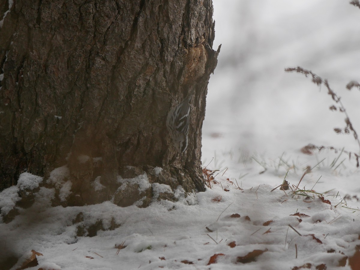 Black-and-white Warbler - ML646586881