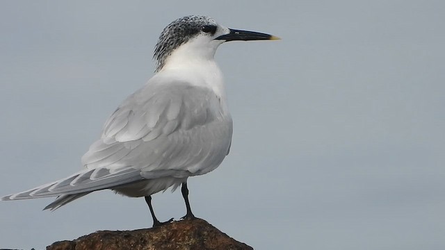 rybák severní - ML646586886