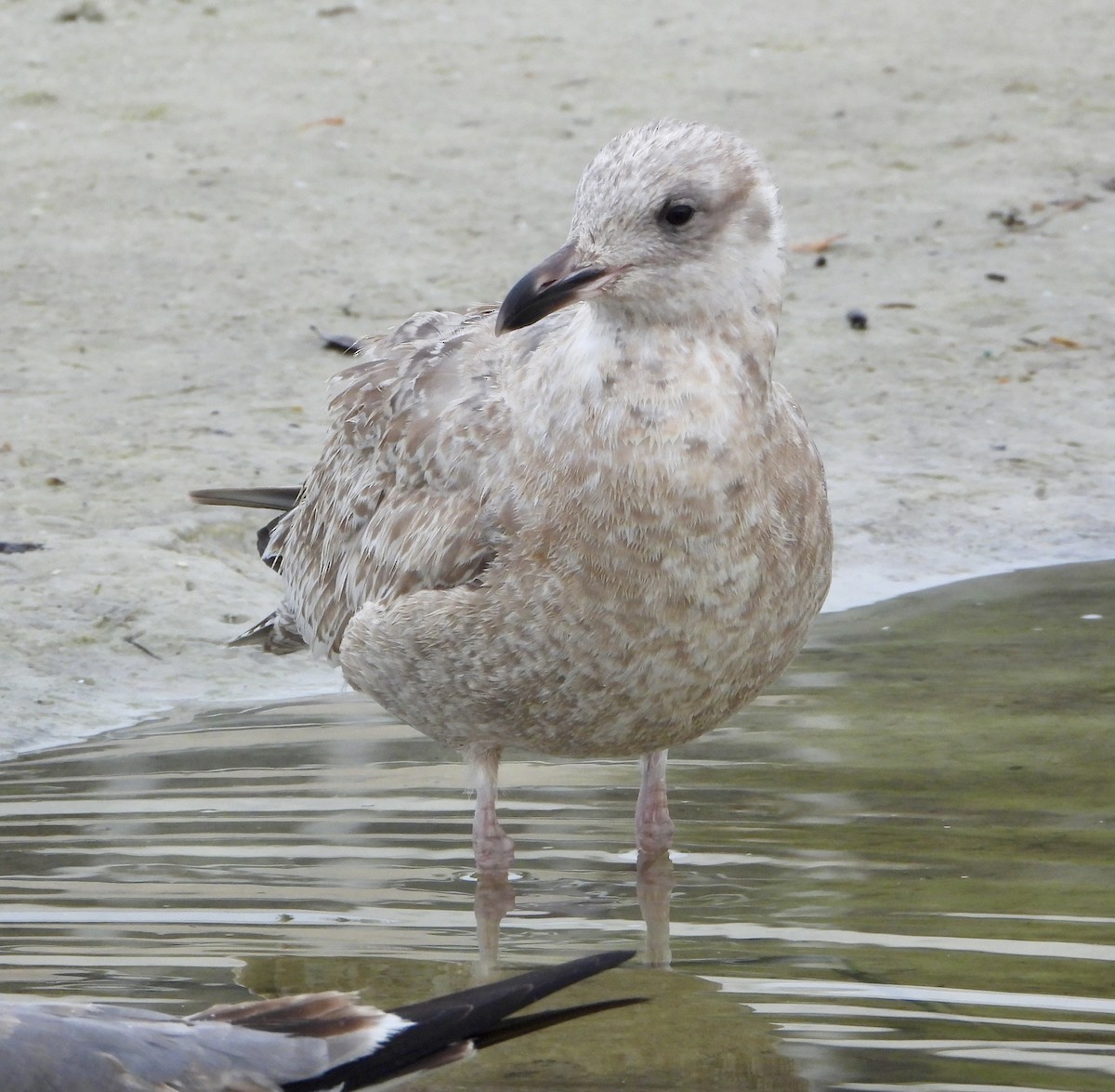 racek americký - ML646586887