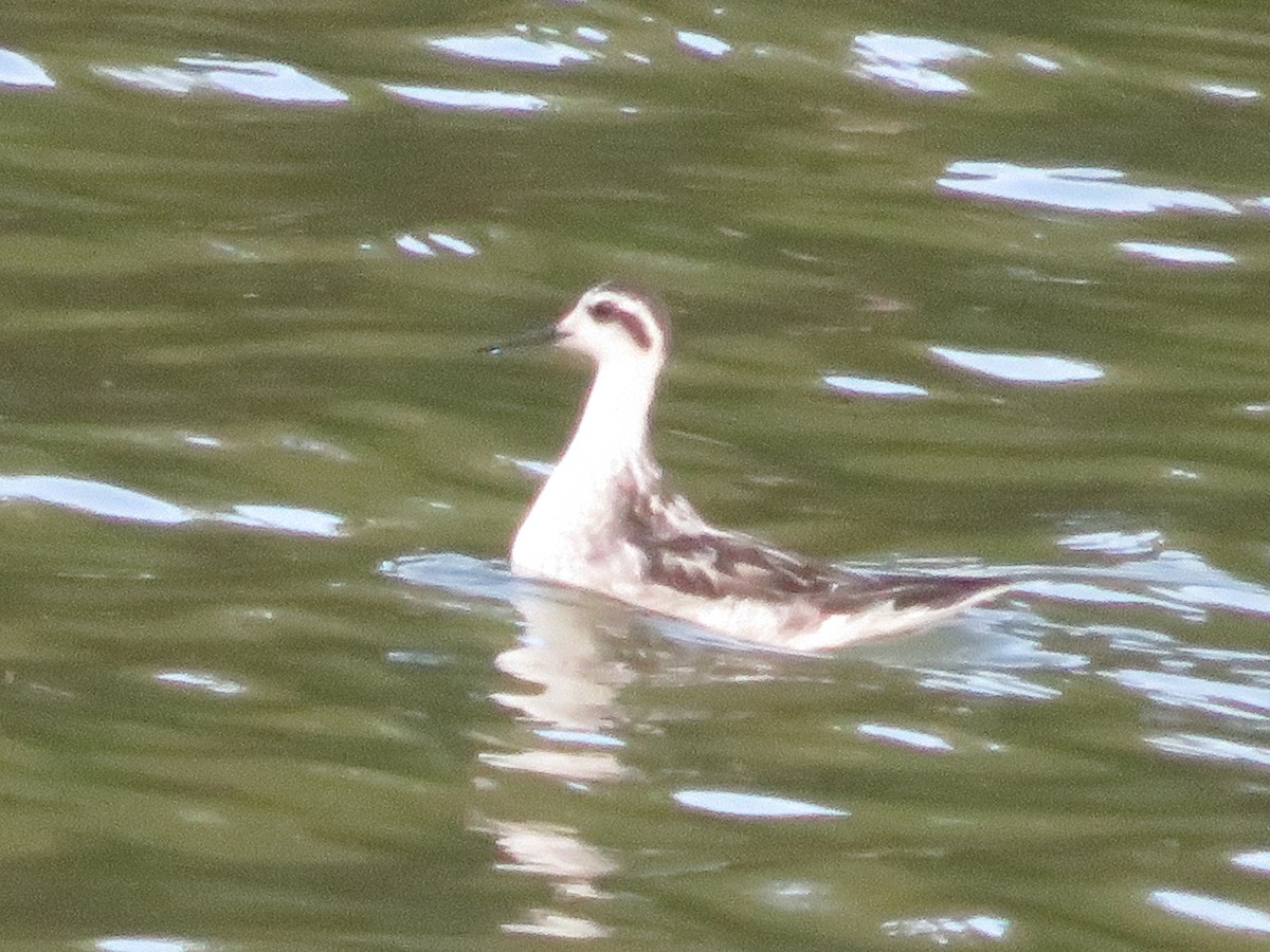Red-necked Phalarope - ML646586889