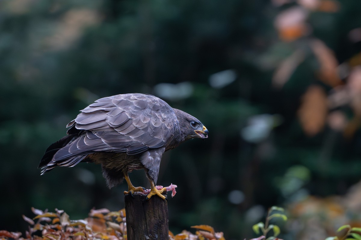 Buse variable - ML646586890