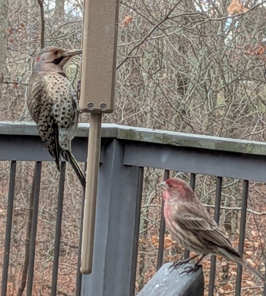 House Finch - ML646586891