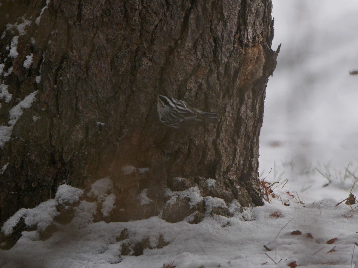 Black-and-white Warbler - ML646586892