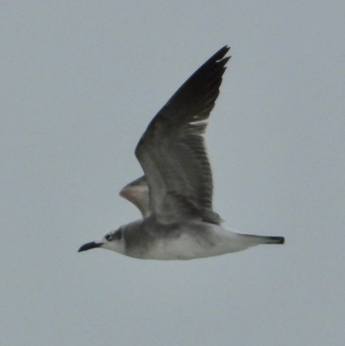 racek karibský - ML646586893