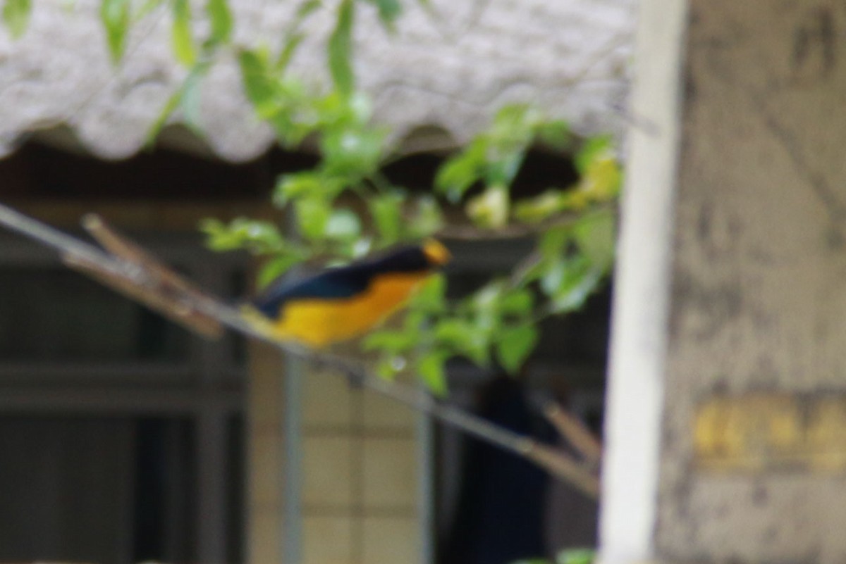 Veilchenorganist - ML646586895