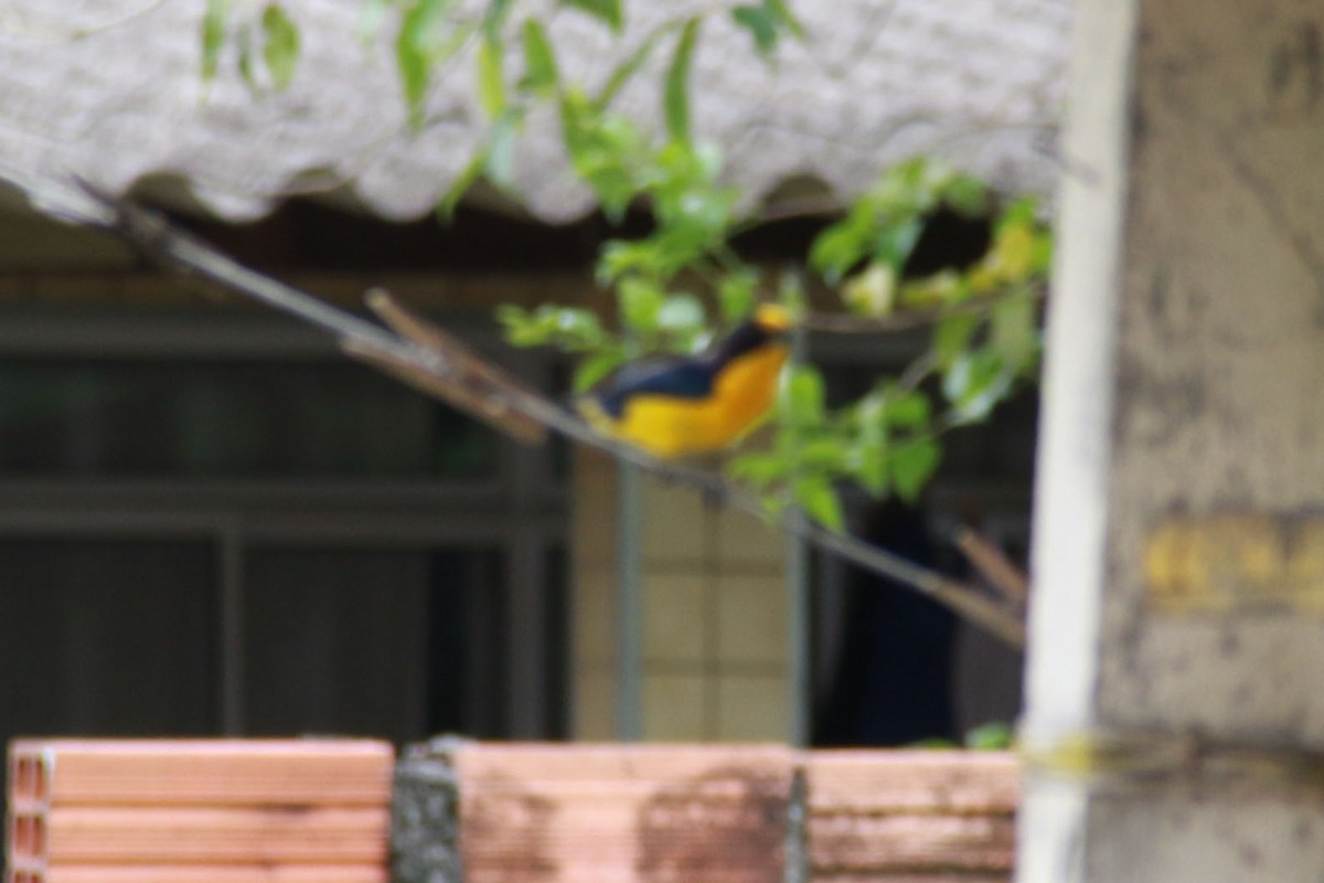 Veilchenorganist - ML646586896