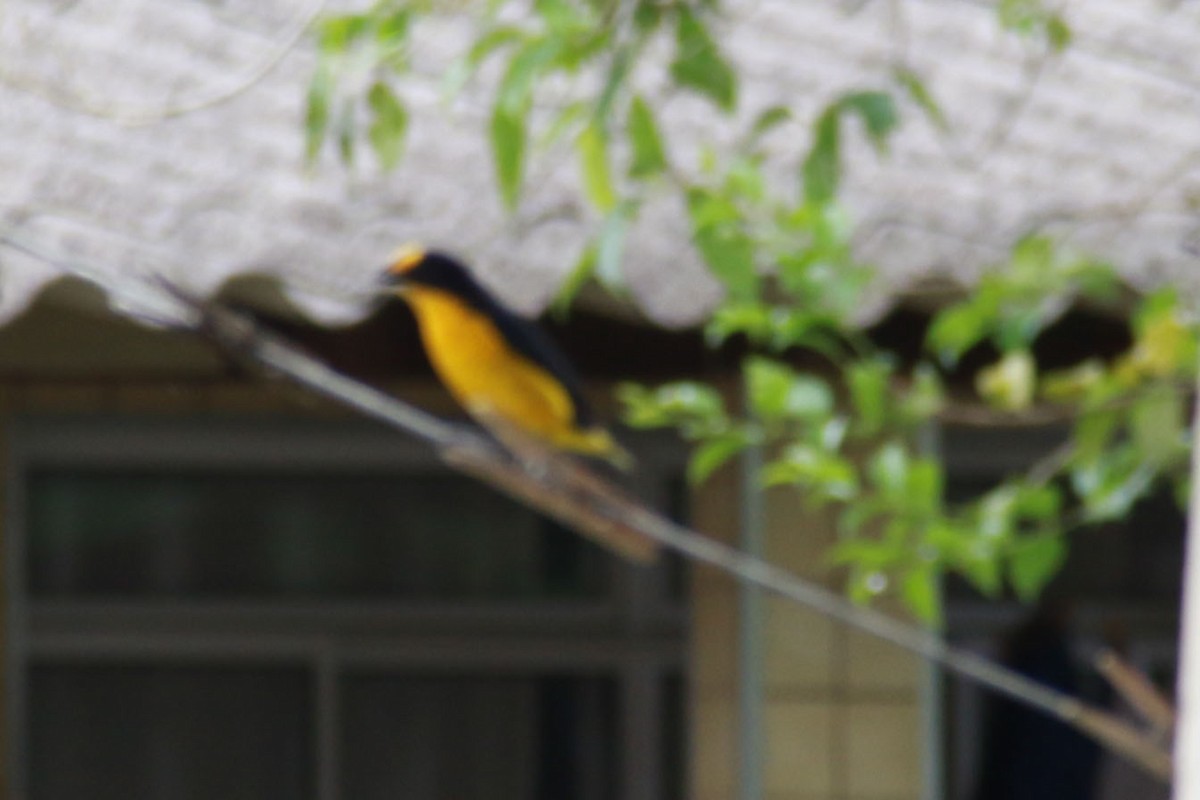 Veilchenorganist - ML646586897