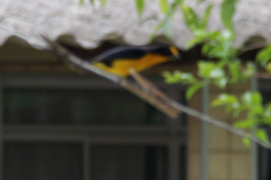 Veilchenorganist - ML646586898