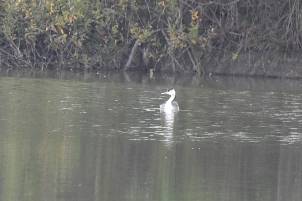 Great Crested Grebe - ML646586902