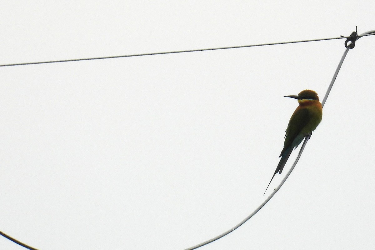 Blue-tailed Bee-eater - ML646586903
