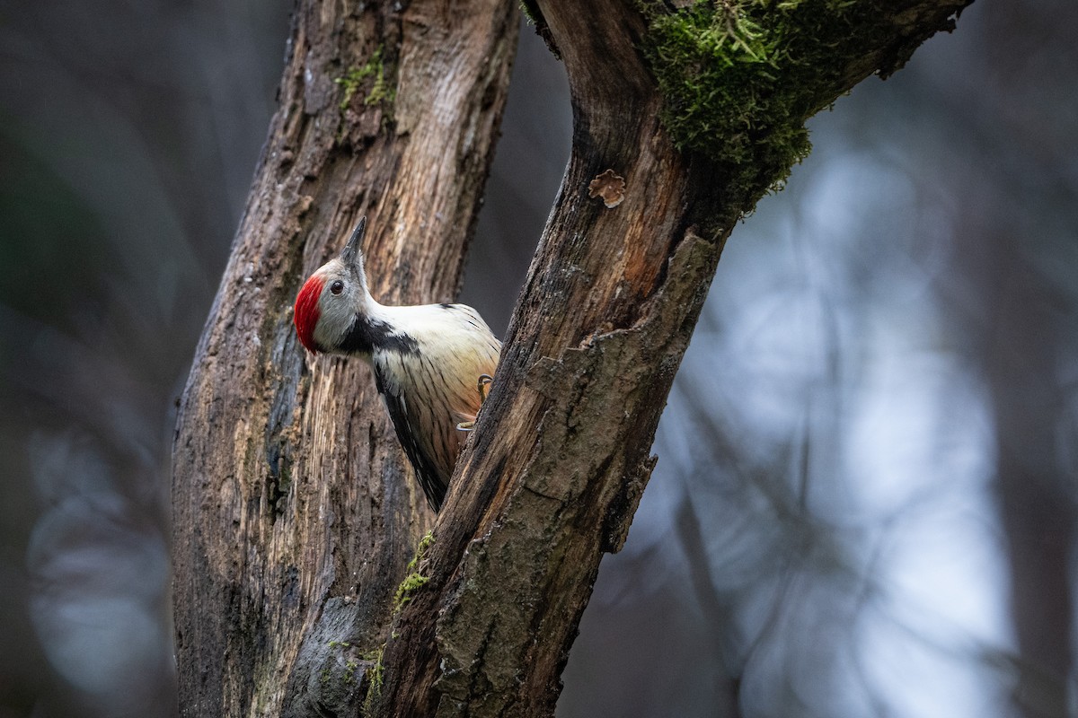 Okil ertaina - ML646586904