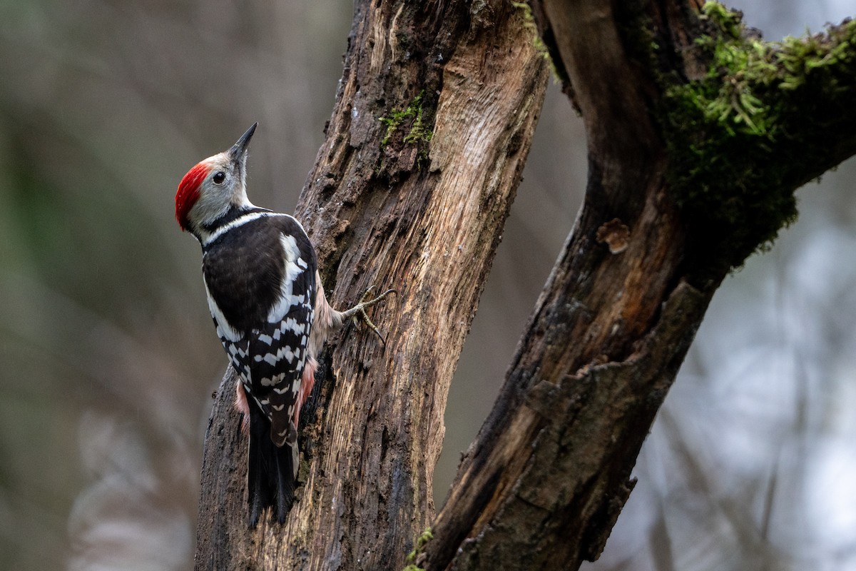 Okil ertaina - ML646586905