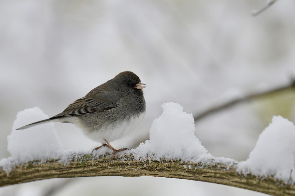 Dark-eyed Junco - ML646586912