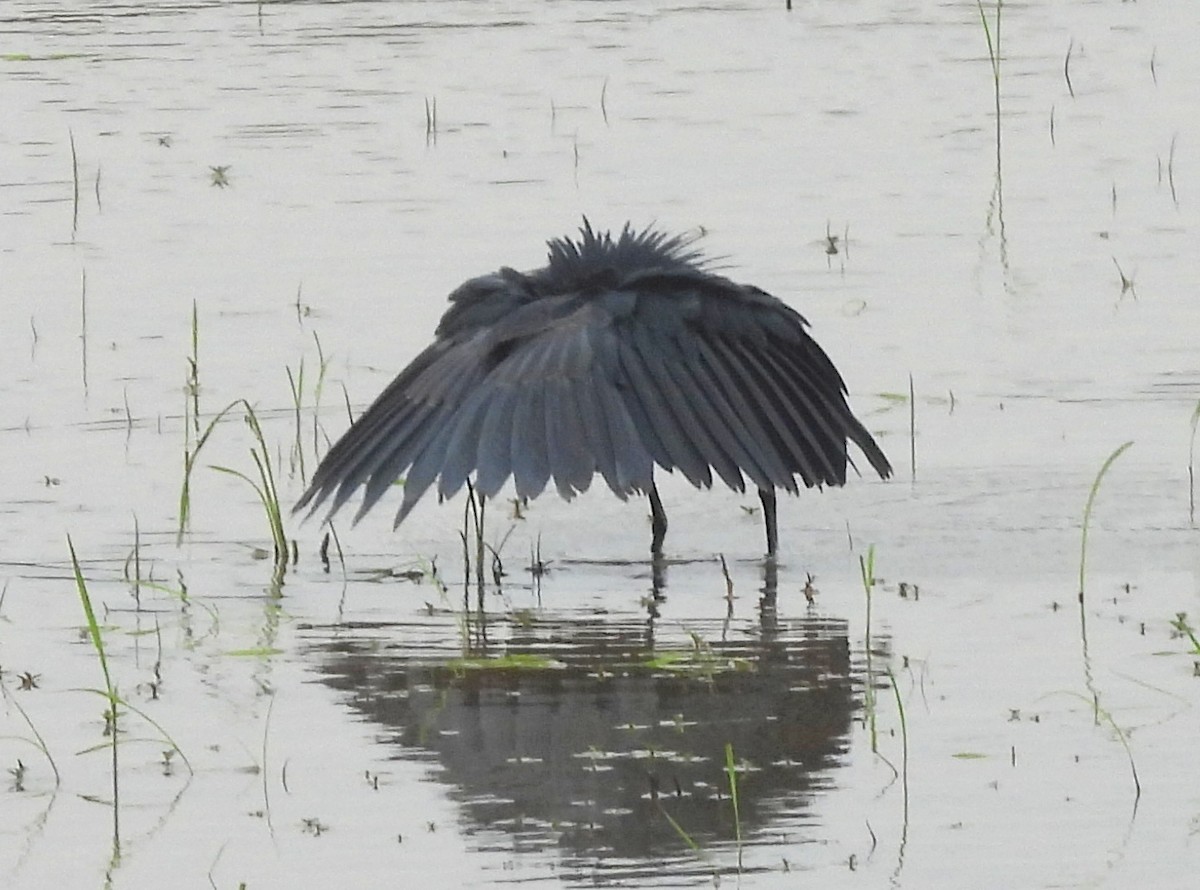 Black Heron - ML646586913